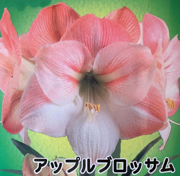 楽天市場 選べる6種 アマリリス 6号鉢植え B17 千草園芸