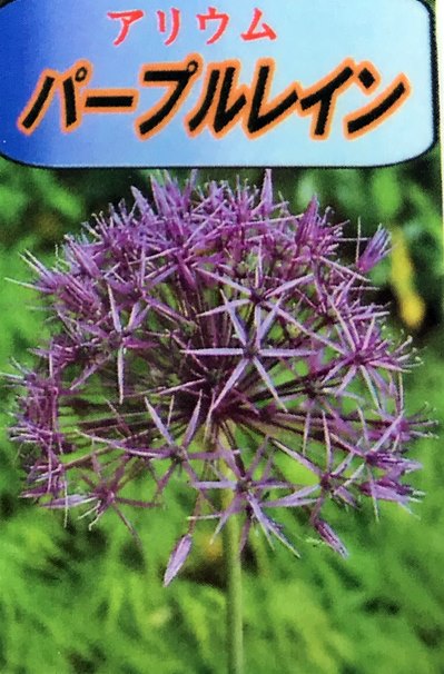 楽天市場 アリウム パープルレイン 4号苗 D13 千草園芸
