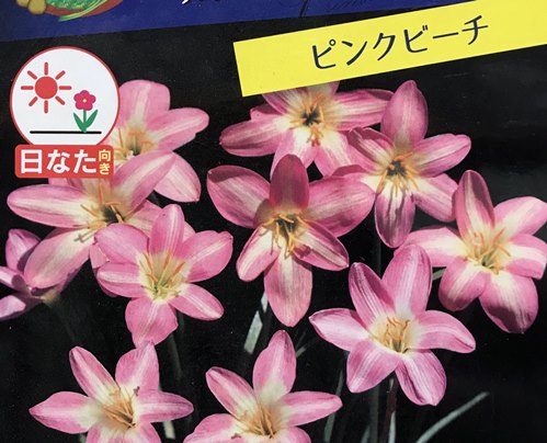 楽天市場 ゼフィランサス ピンクピーチ ピンク系 3 5号ポット植え 2球入り D14 千草園芸