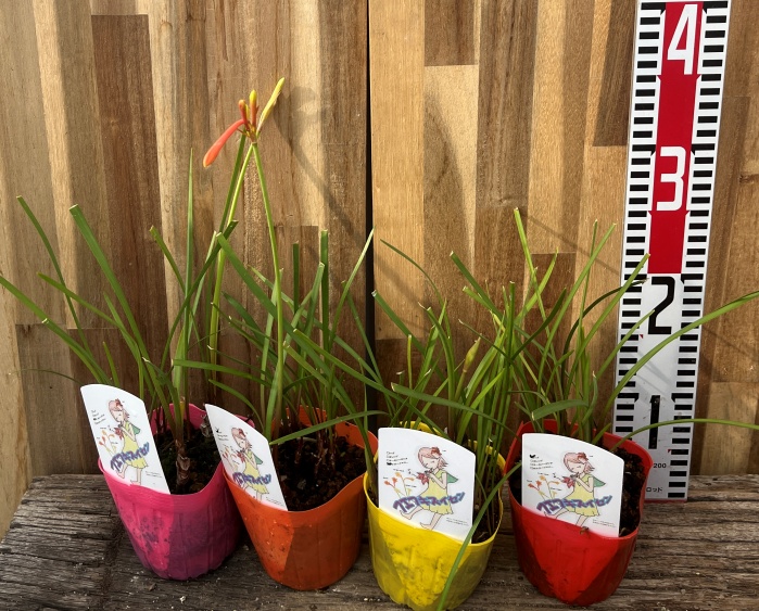 楽天市場】ジャイアントキルタンサス (キルタンサス オブリクス