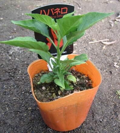 楽天市場 ハバネロ苗 唐辛子 トウガラシ 千草園芸
