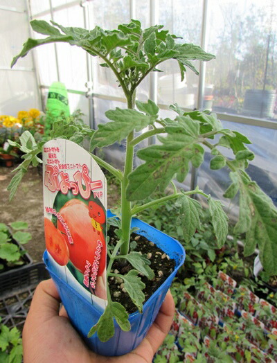 cherry tomato seedlings growing horizontally cherry tomato seedlings growing horizontally