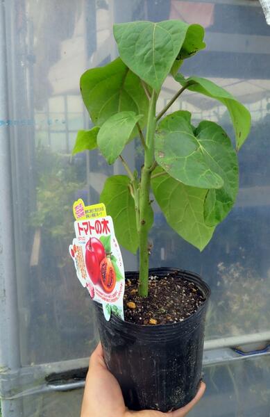 楽天市場 ツリートマト タマリロ 苗 千草園芸