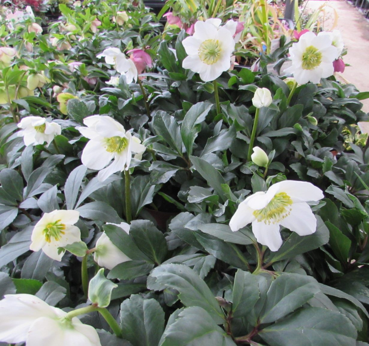 沈丁花ページ② 和気産業 WAKI スライド丁番 キャッチ付 35mm 全かぶせ 2個入 NS