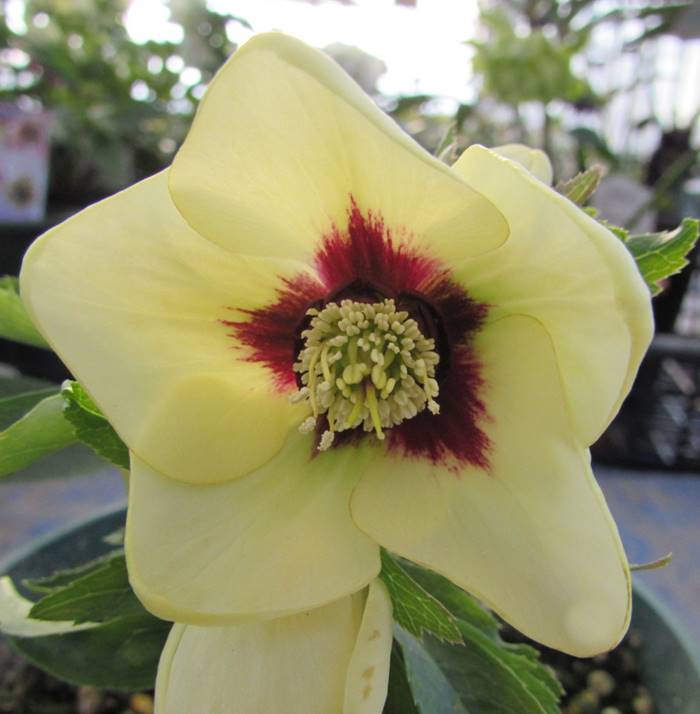 楽天市場】【現品】クリスマスローズ 多弁ダブル咲き 大株6号鉢植え