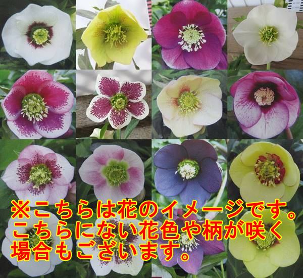 クリスマスローズ 開花見込み株 実生苗 一重咲き(シングル咲き) 5号 