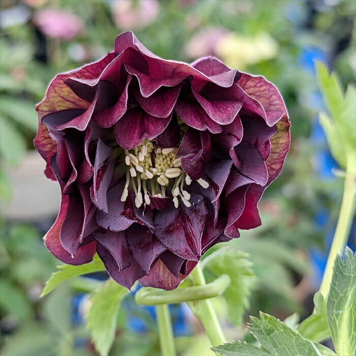 楽天市場】【現品】クリスマスローズ ダブル咲き ゴールドオーレア系 5