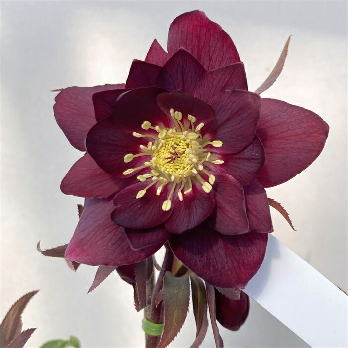 楽天市場】ミヨシのクリスマスローズ オーロラプリマドレス 4.5号 多弁