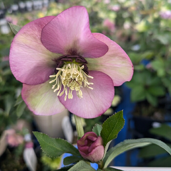 ☘️限定1株　未株分け☘️851【超多弁　正統派】クリスマスローズ 園芸ネット本店｜杉光園芸さんのクリスマスローズ：多弁系24-08レッド