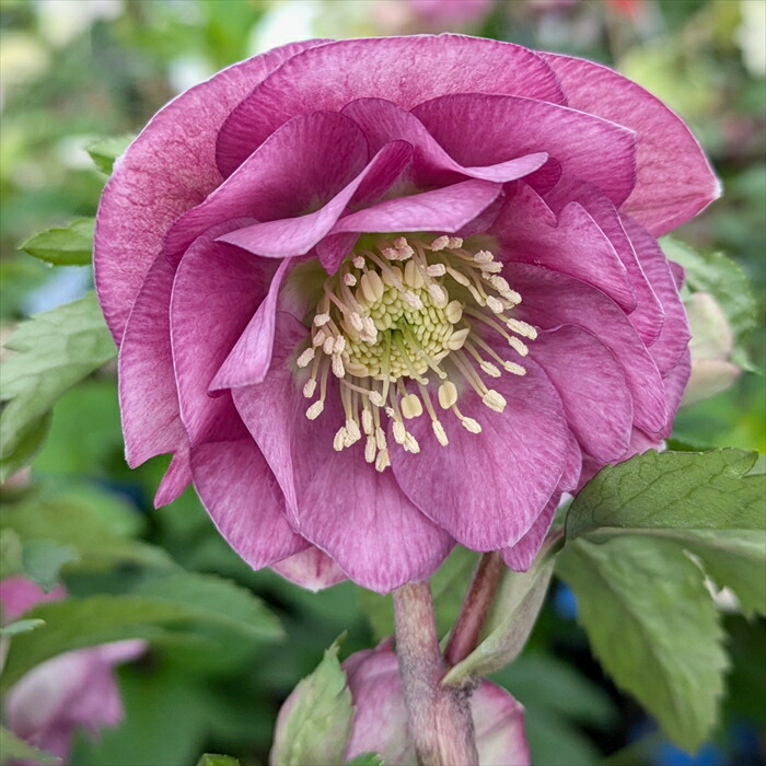 楽天市場】【現品】クリスマスローズ ピエラ ダブル咲き ホワイト系