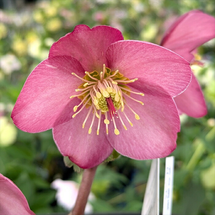 楽天市場】【訳あり/現品】クリスマスローズ ダブル咲き グリーン