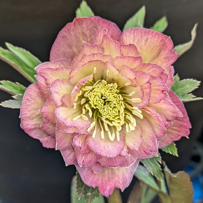 楽天市場】【現品】クリスマスローズ ダブル咲き グリーン系 爪リップ