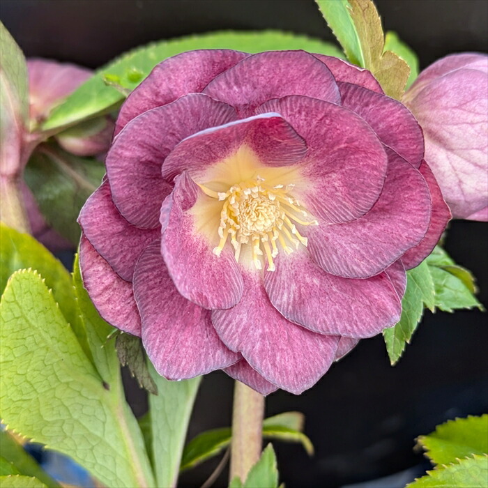 花菜 クリスマスローズ 来季開花予定株 DDグリーンリップ セルフ 花菜様専用 クリスマスローズ 来季開花予定株 DDグリーンリップ