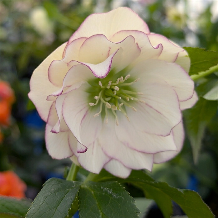 人気の小輪あんず小鞠（こまり）✨dd✨ミヨシ♥クリスマスローズ✨かわいい