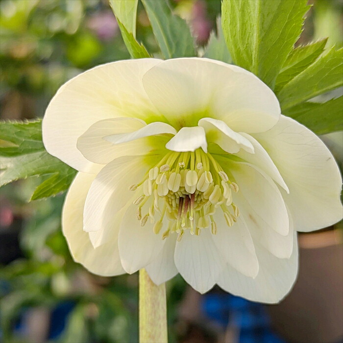 楽天市場】クリスマスローズ 開花見込み株 実生苗 シングル咲き