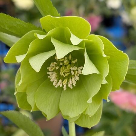 楽天市場】2023年新入荷苗 クリスマスローズ ダブル咲き グリーン系