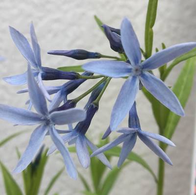 月桃縄 楽天市場】沖縄月桃（オキナワゲットウ） 4号苗(h24) : 千草園芸