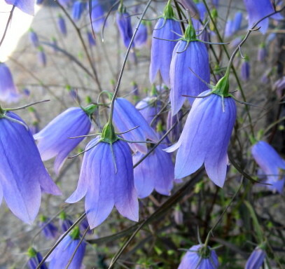 楽天市場】シラー ペルビアナ ブルー 4号苗(d12) : 千草園芸