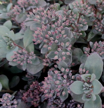 楽天市場】多肉植物 斑入りミセバヤ 2.5〜3号ポット苗 : グリーン