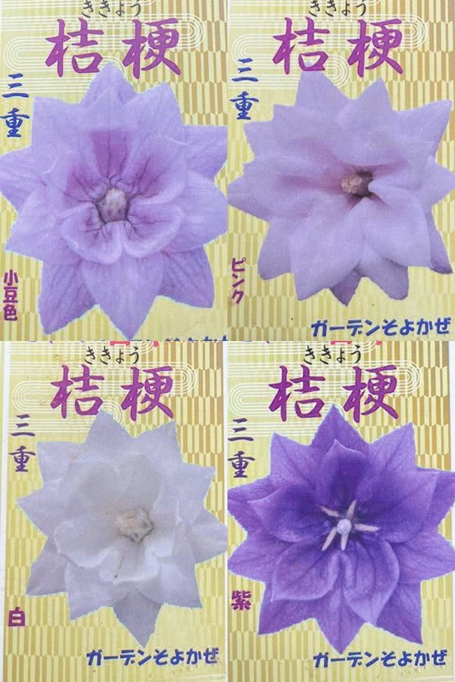 八重咲きキキョウ 紫花 二重咲き桔梗 最新デザインの 二重咲き桔梗