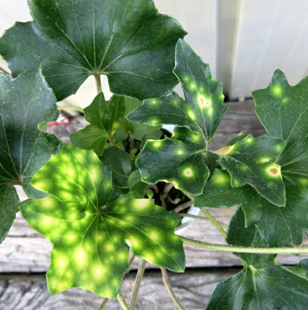 楽天市場】ツワブキ 七変化（シチヘンゲ）4号苗 : 千草園芸