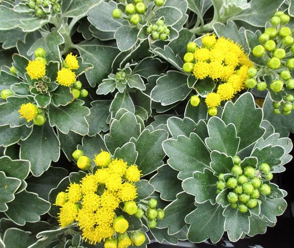 楽天市場 イソギク磯菊 4号苗 C03 千草園芸