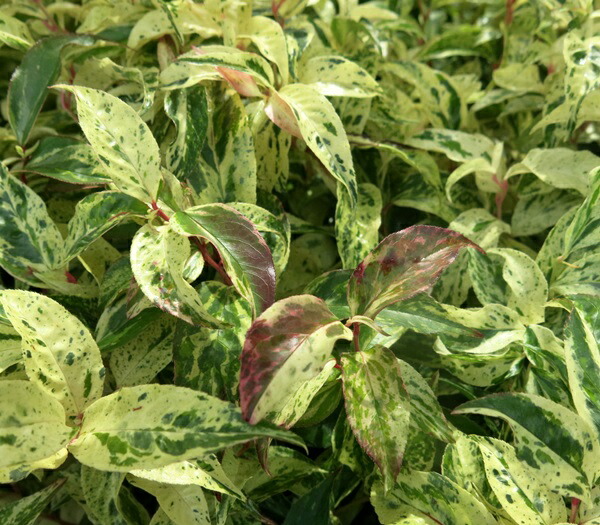 楽天市場 アメリカイワナンテン レインボー 3 5号苗 A06 千草園芸