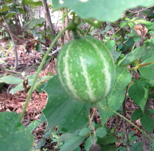 カラスウリ 楽天市場】カラスウリの種 20粒 : 千草園芸