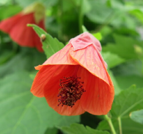 ②アブチロン苗　濃いピンク紫色【1苗】抜き苗 ②アブチロン苗 濃いピンク紫色【1苗】抜き苗