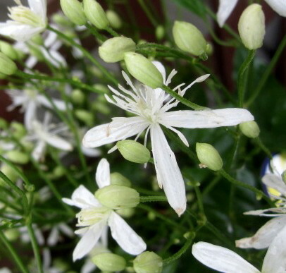 原種系クレマチス　ターニフローラ　挿し穂　4cm 4個 原種系クレマチスターニフローラ挿し穂4cm 4個