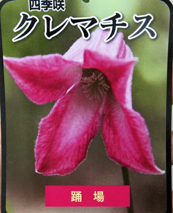 楽天市場 四季咲きクレマチス 踊場 オドリバ 3 5号苗 千草園芸