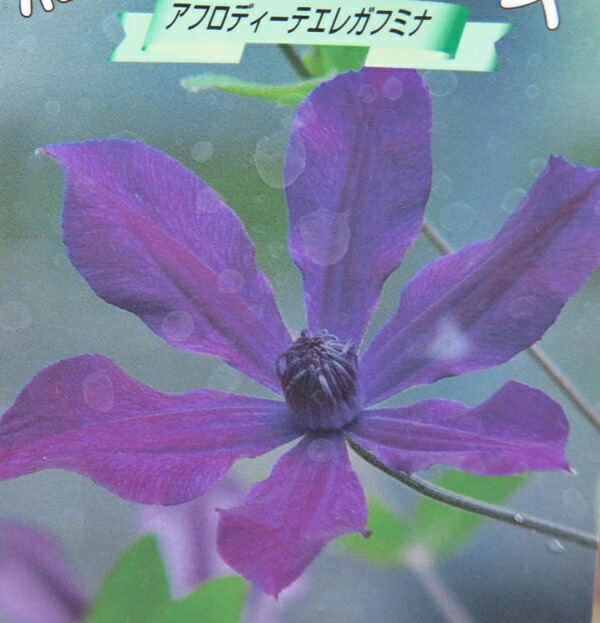 楽天市場 クレマチス アフロディーテエレガフミナ 3 5号苗 千草園芸