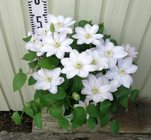 クレマチス 白馬 ハクバ 6号苗 花終わり 千草園芸