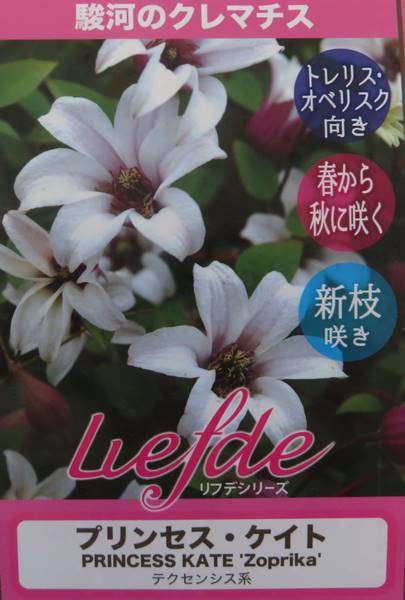 楽天市場 クレマチス プリンセス ケイト ポット苗 C12 千草園芸