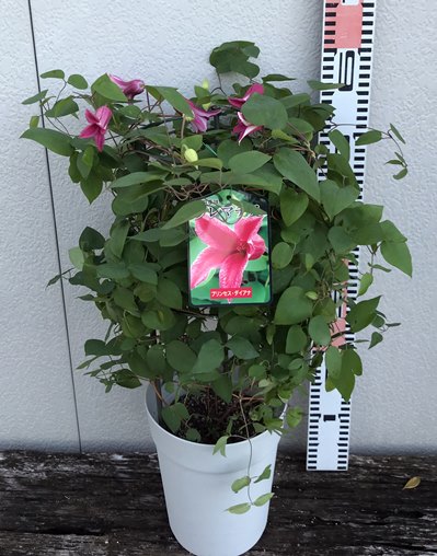 楽天市場 クレマチス 華川 ハナガワ 6号鉢苗 千草園芸