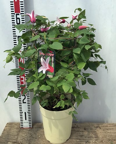 現品発送 エール 6号鉢植え苗 3002 花 ガーデン Diy 四季咲きクレマチス 6号鉢植え