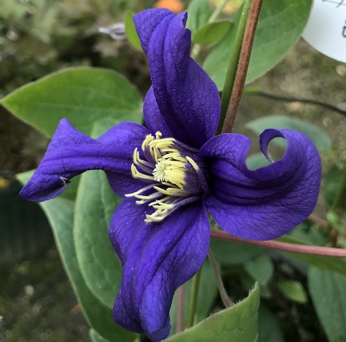 楽天市場】リースキット(メッシュプランター)ハート型【NO.2