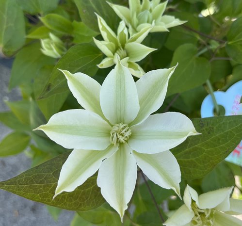 クレマチス　苗　⑤ imgrc0069043424.jpg