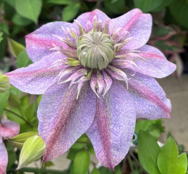 楽天市場】クレマチス 水面の妖精 5号鉢 送料無料 ギフト