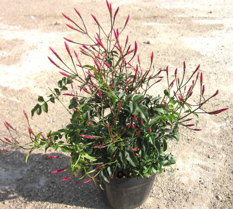 ブーゲンビレア：カリフォルニアオレンジ4号鉢植え の通販