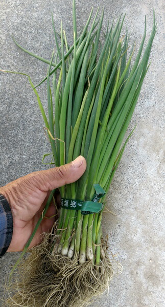 楽天市場 ねぎ苗 コシヅネギ苗 1束約40本 千草園芸