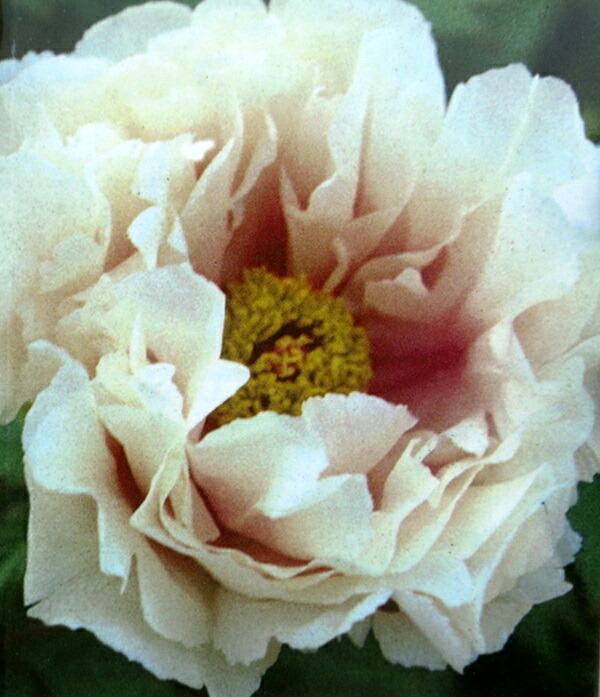 楽天市場】ボタン(牡丹) 苗木 島津紅（シマヅベニ）7号 : 千草園芸