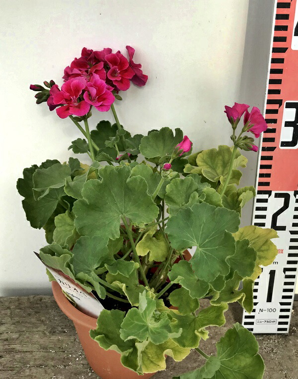 楽天市場 ハイブリッドゼラニウム カリオペ レッドスプラッシュ 5号苗 千草園芸