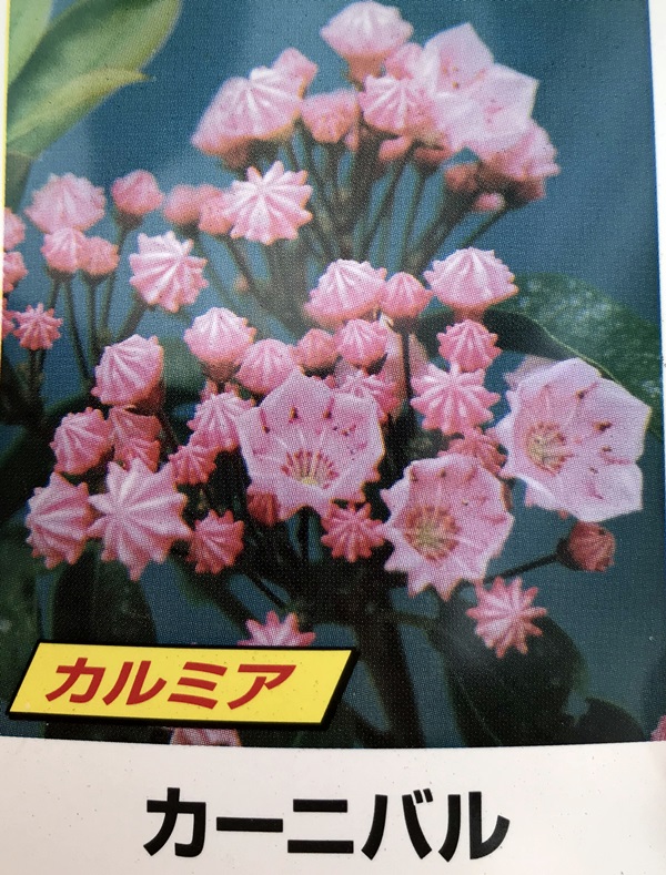 楽天市場 カルミア カーニバル ピンク花 5号 F5 千草園芸