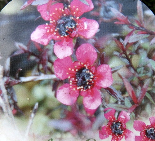 楽天市場 赤葉ギョリュウバイ ナニュームルブラン 2 5号苗 C13 千草園芸