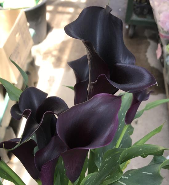 楽天市場 カラー苗 スプリーム 3 5号ポット植え 黒花 ブラックのカラー 千草園芸