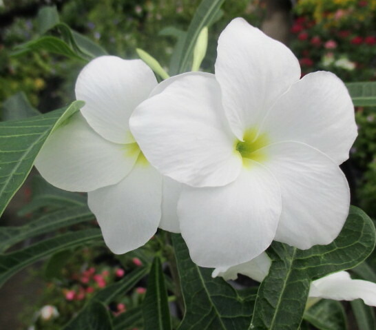 プルメリア　6苗セット　レア品種あり　札落ち プルメリア 苗 4号 ラレードプリンセス ピンク花 覆輪 熱帯花木