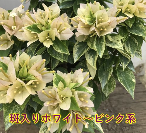 楽天市場 6種類から選べる ブーゲンビリア こなつ コナツ 4号鉢苗 H31 千草園芸