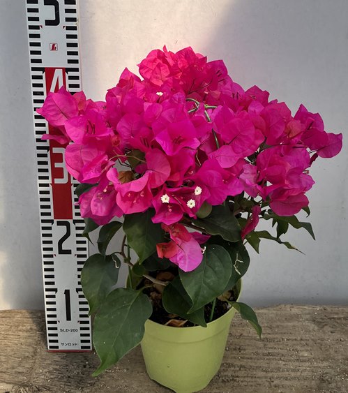 楽天市場】ブーゲンビリア カリフォルニアオレンジ 4号鉢植え (h10 