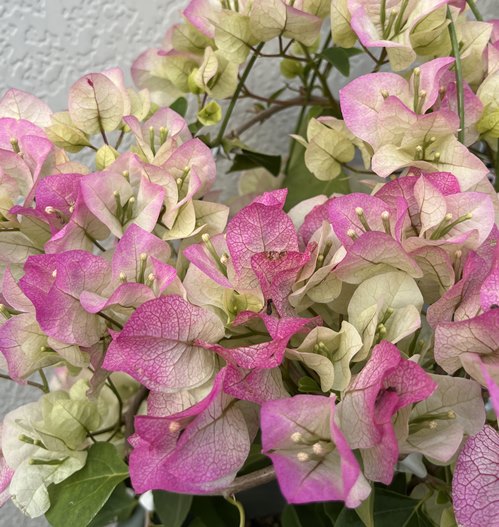 楽天市場】ブーゲンビリア パープル 6号鉢植え苗 : 千草園芸